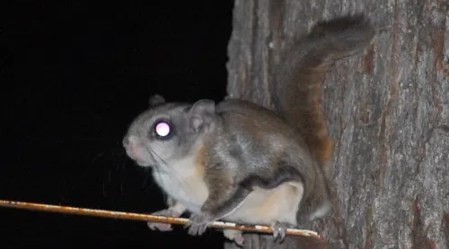 Do You See Them In Winter