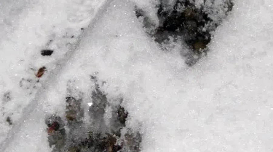 He Should Get An Award