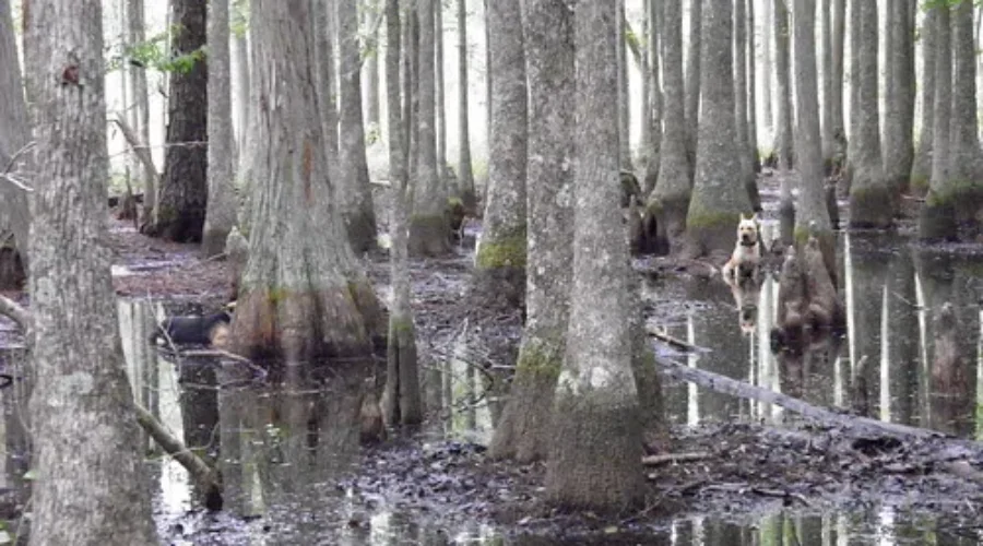 The Legend of Swamp Dog