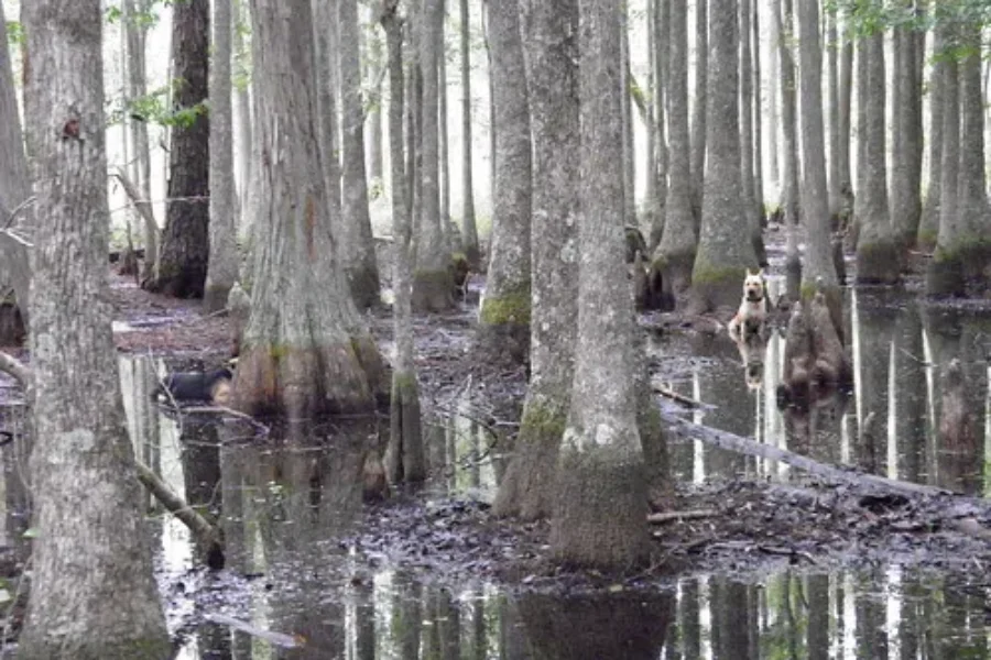 The Legend of Swamp Dog