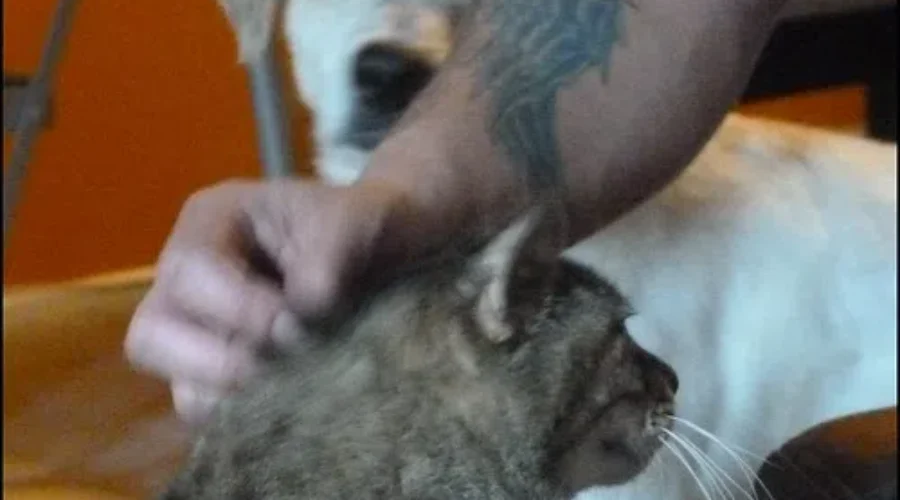 Get A Pet – Live Longer