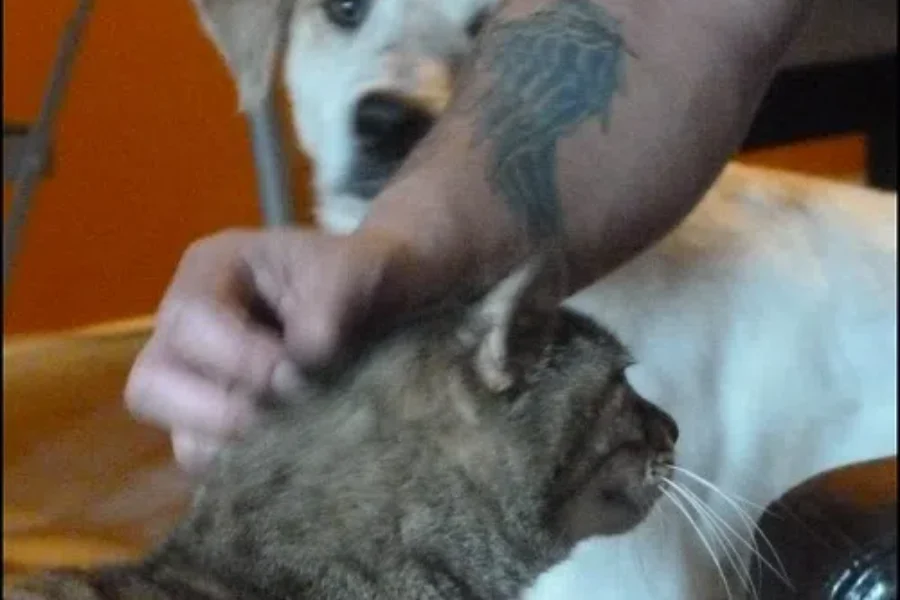 Get A Pet – Live Longer