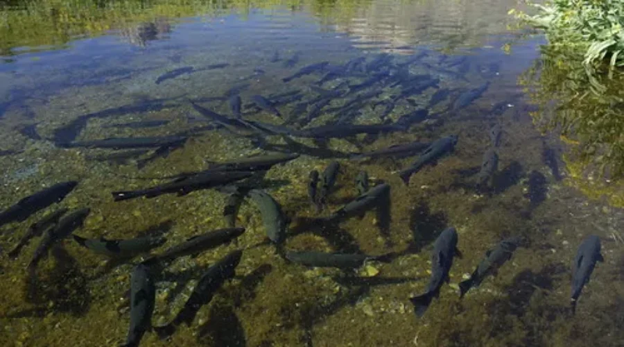 The Delay For Fishing