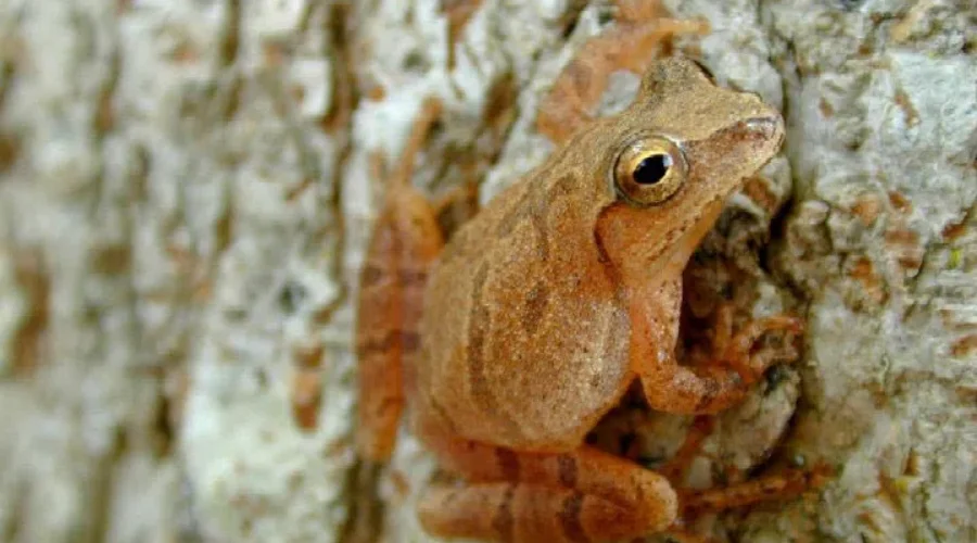 Sweet Sound Of Spring On The Way!