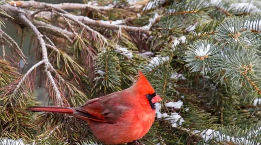 My Weekend Bird List