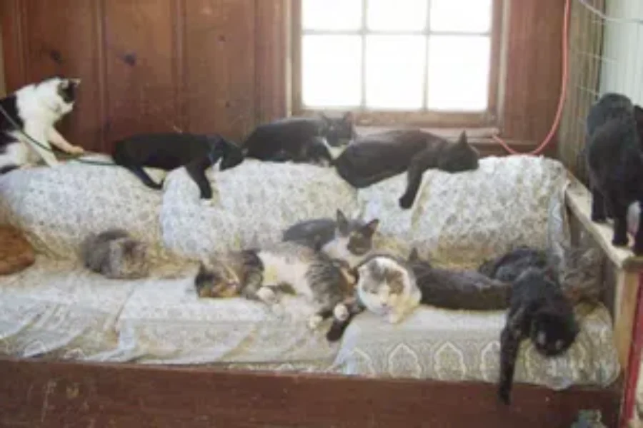 Herding Cats