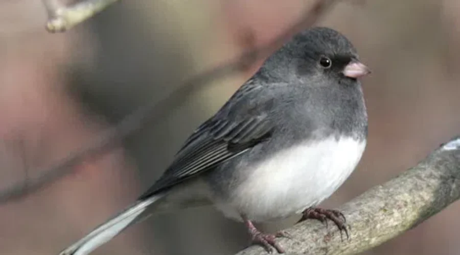 Not A Lot To Report This Week