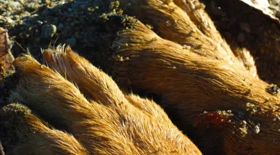 How To Clip Your Dog’s Nails At Home