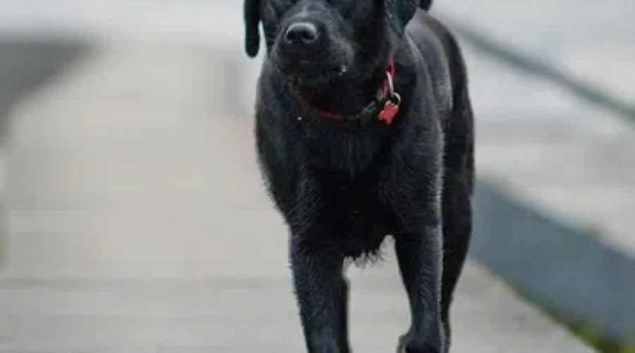 How I’m Dealing With Everything