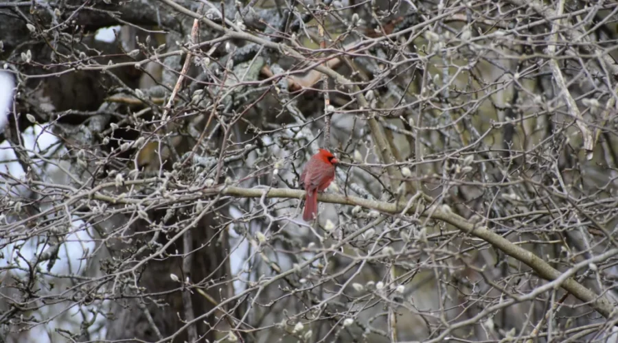 Birds Don’t Co-operate