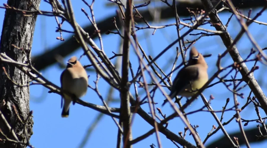 The Back Yard Bird List Update