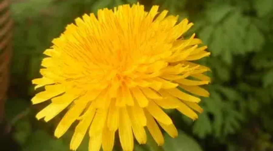 The Dandelion Solution