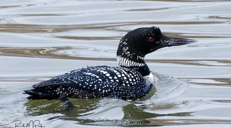 Two For The List… And Some Extras