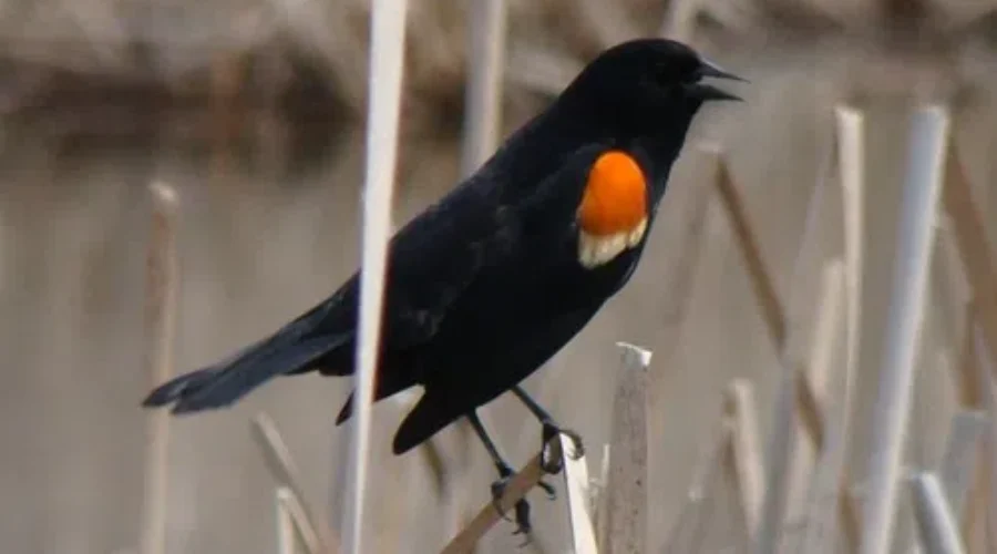 Bird Update… No Update