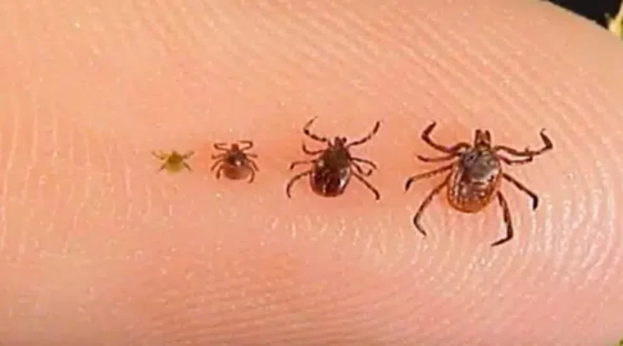 May is Lyme Disease Awareness Month