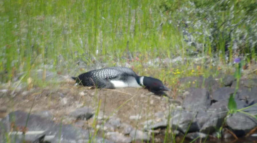 Some Loons Will Live Anywhere