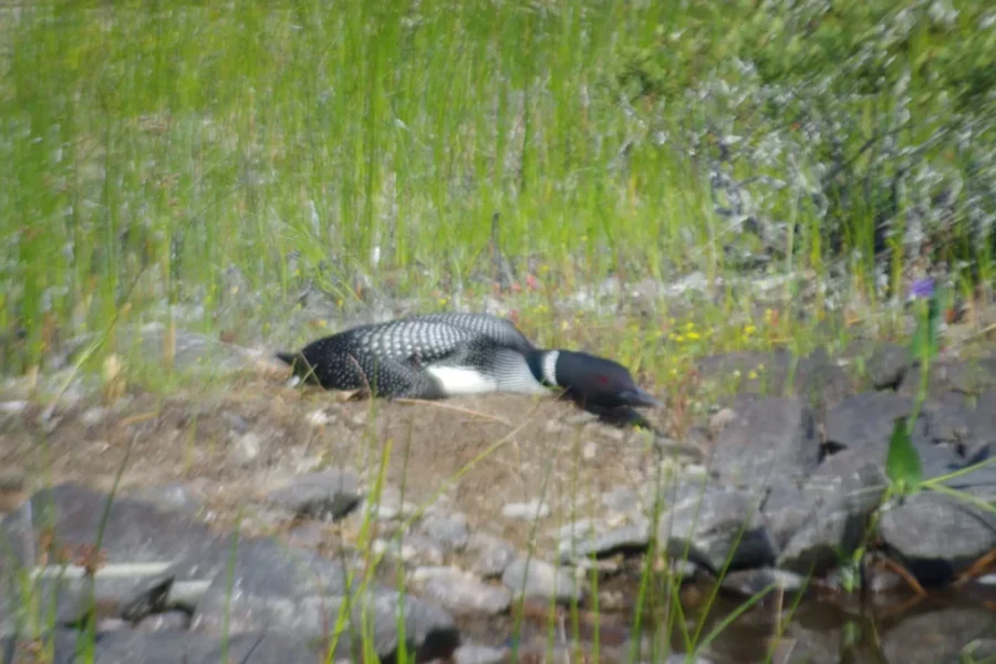 Some Loons Will Live Anywhere