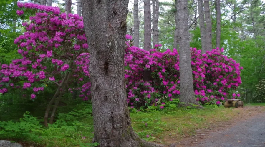 Time For A Walk In The Park