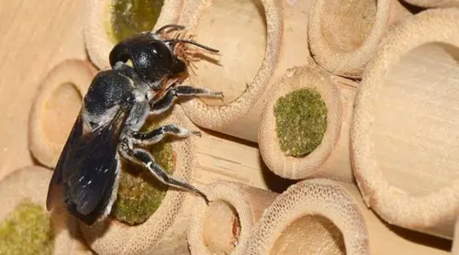 Indigenous Youth Wanted For Pollinator Initiative