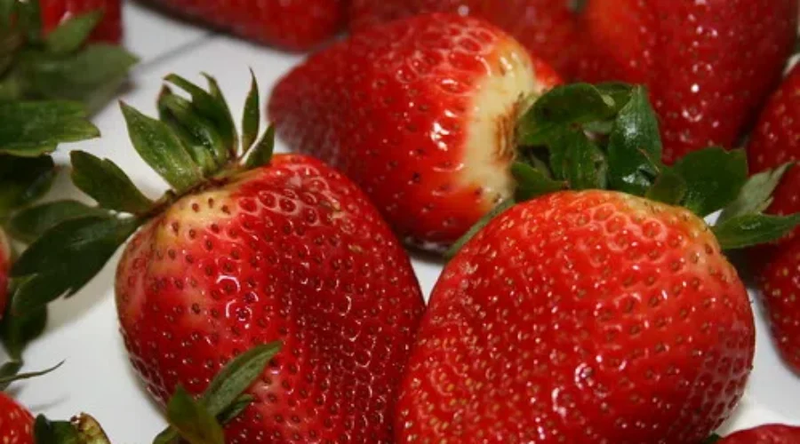 Don’t Sweat The Bugs