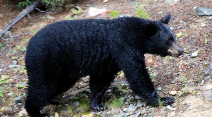 Black Bear Activity Halts Public Access To Keji Seaside