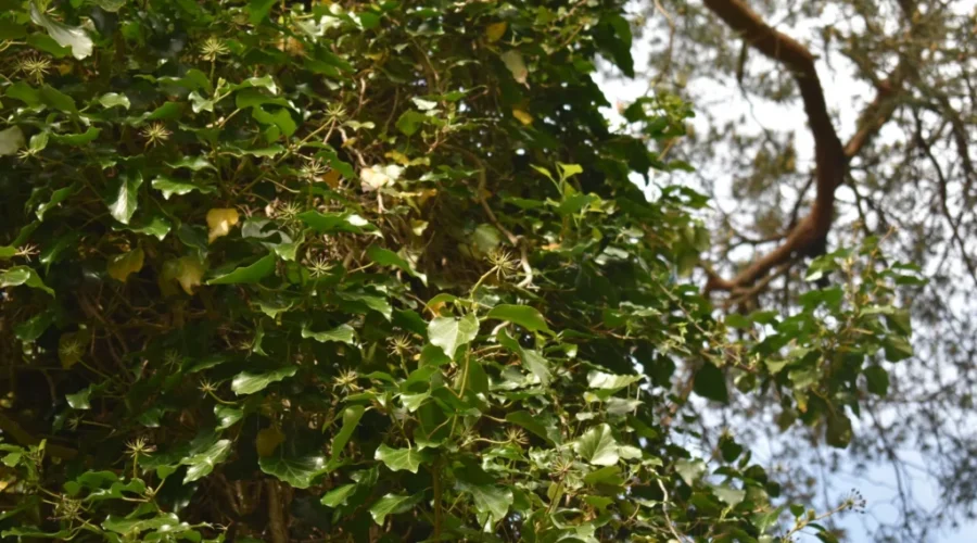 It Ain’t My Milkshake