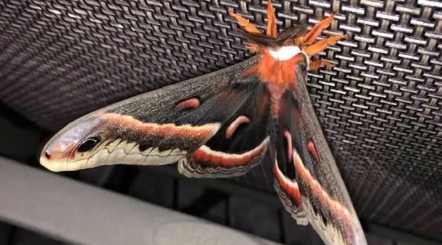 Seen Any Giant Moths?