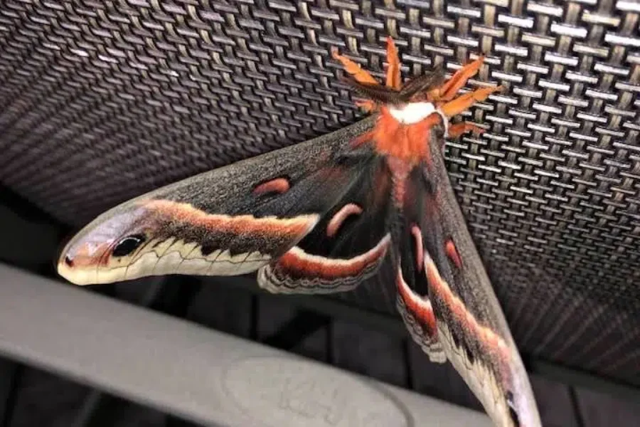 Seen Any Giant Moths?