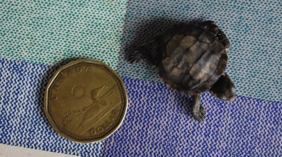 Baby Season For Animals