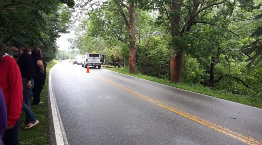 Work To Remove Roadside Trees On Hold In Petite Reviere