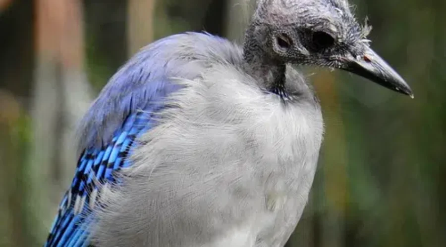 Bald Blue Jay Season
