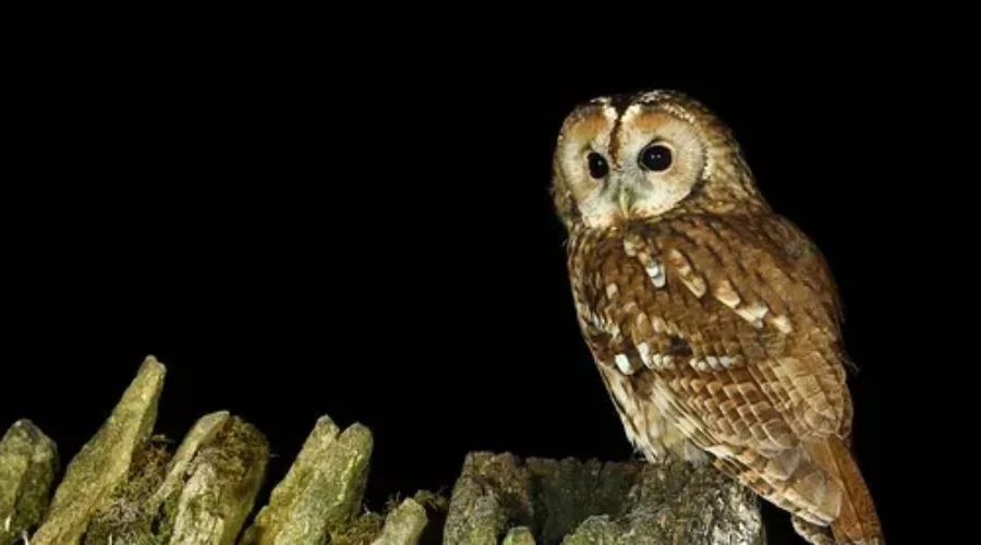 Are You A Night Owl Or An Early Bird?