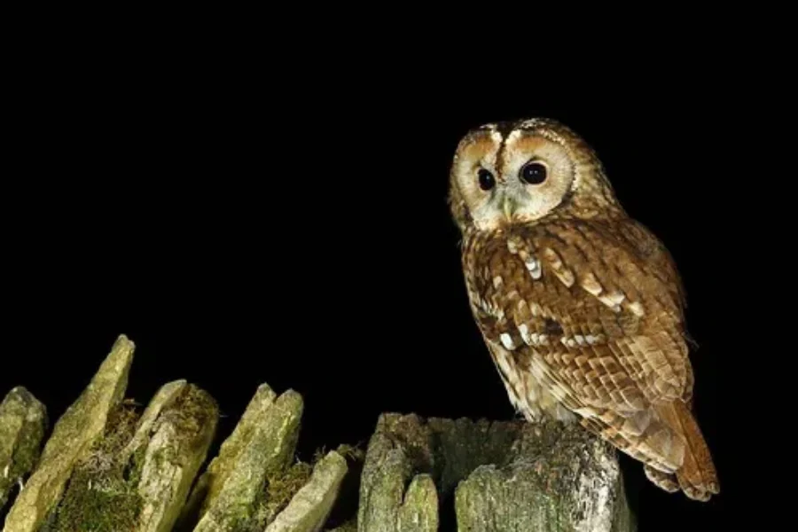 Are You A Night Owl Or An Early Bird?