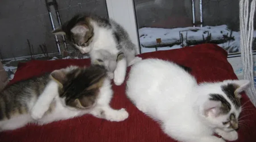 I’m Terrible At Pet Names!