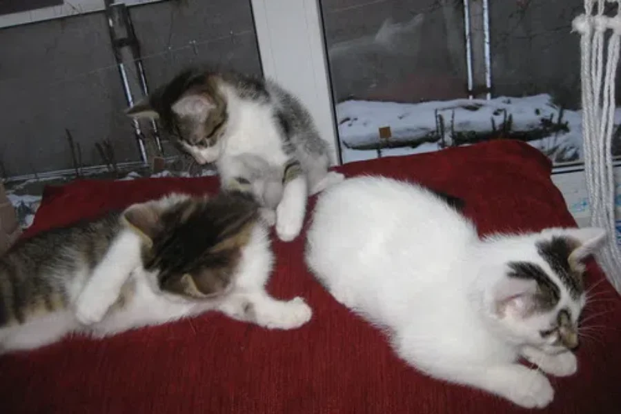 I’m Terrible At Pet Names!