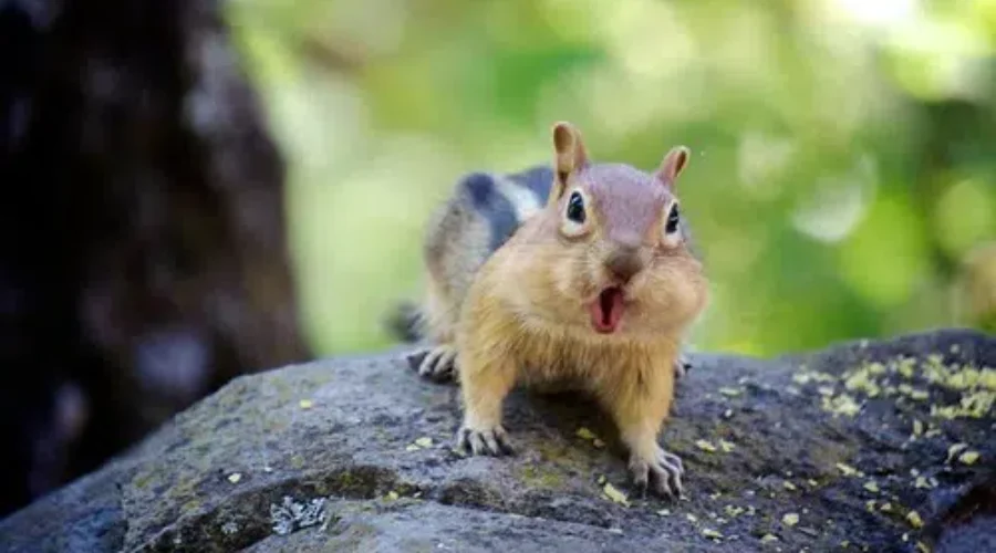 Invasion Of The Chipmunks