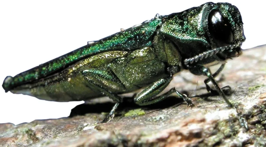 Public Asked To Be On The Lookout For Invasive Beetle Species