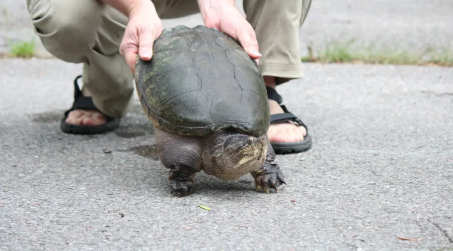 Public Asked To Slow Down For Turtles