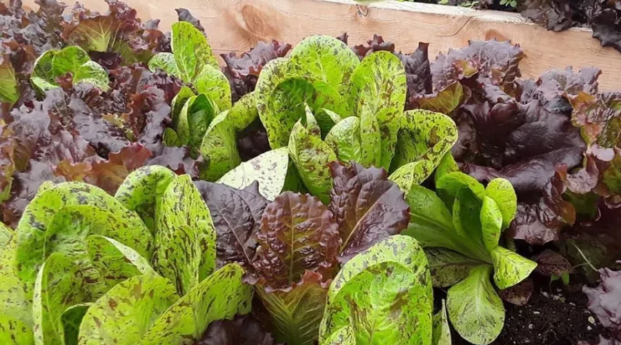 Community-supported Agriculture Gaining Popularity As a Secure Food Source