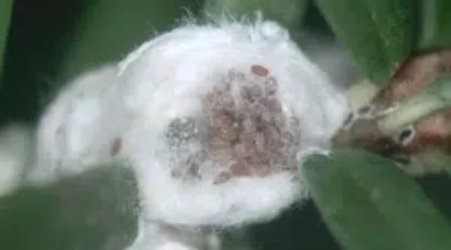 Hemlock Woolly Adelgid Identified In Lunenburg County