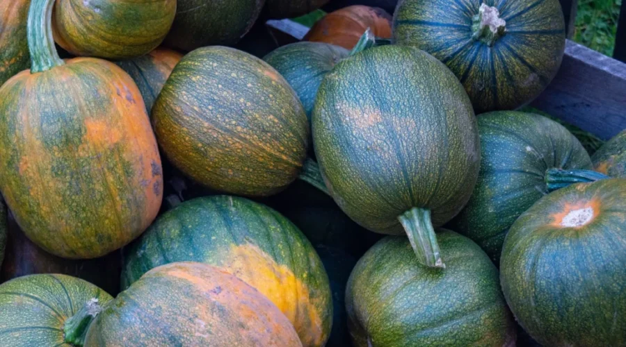 Pumpkin Planting At Ross Farm Museum Taking Place Virtually This Year