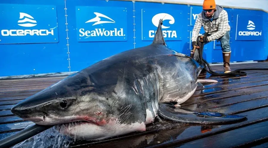 Great white pings off Antigonish Co.