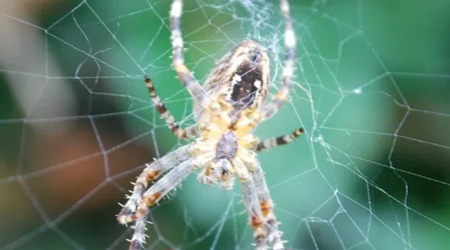 The Spiders Have Won