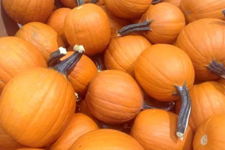The Rise of Pumpkin (Spice)