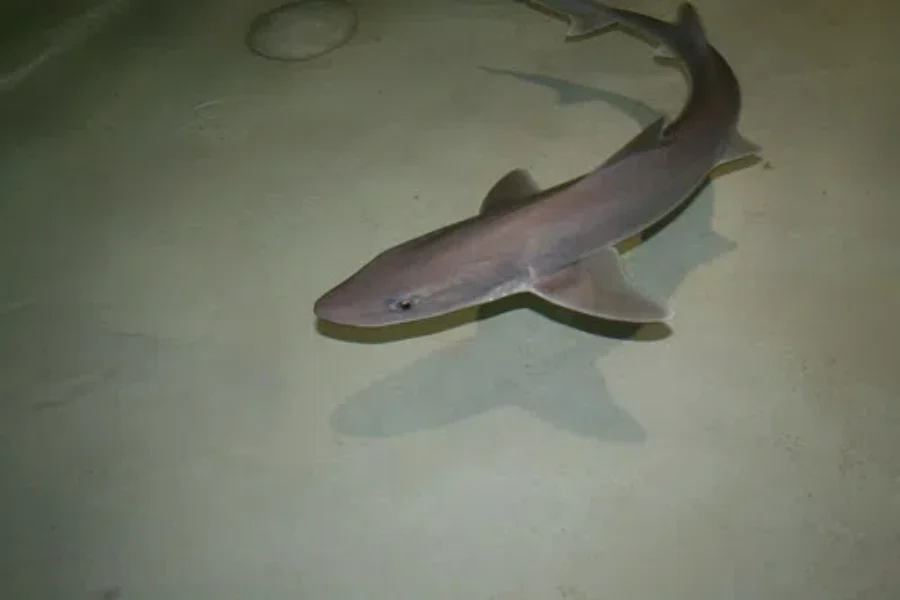Got Sharks?