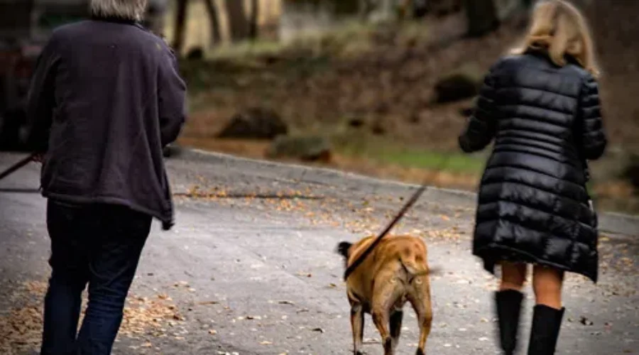 Walk The Dog Or Go To Jail