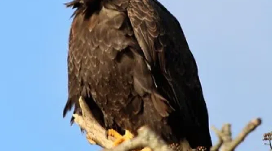 Beautiful, But Maybe Not Quite Majestic