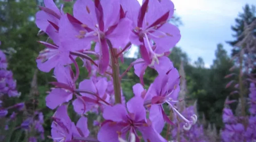 Bring On The Next Crop