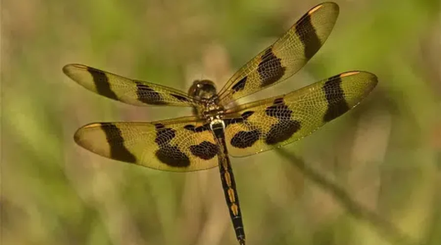 Keeping The Big Bugs Away