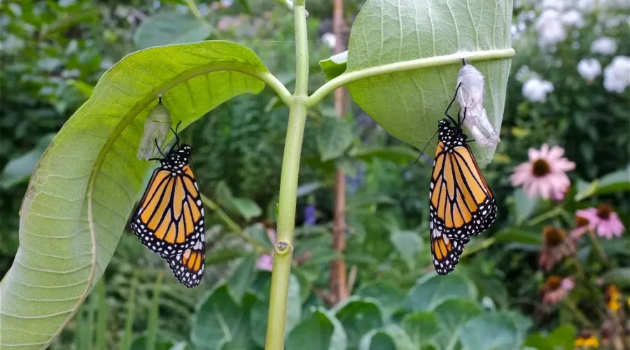 Milkweed Missing From Outside LCLC Important For Monarch Butterfly
